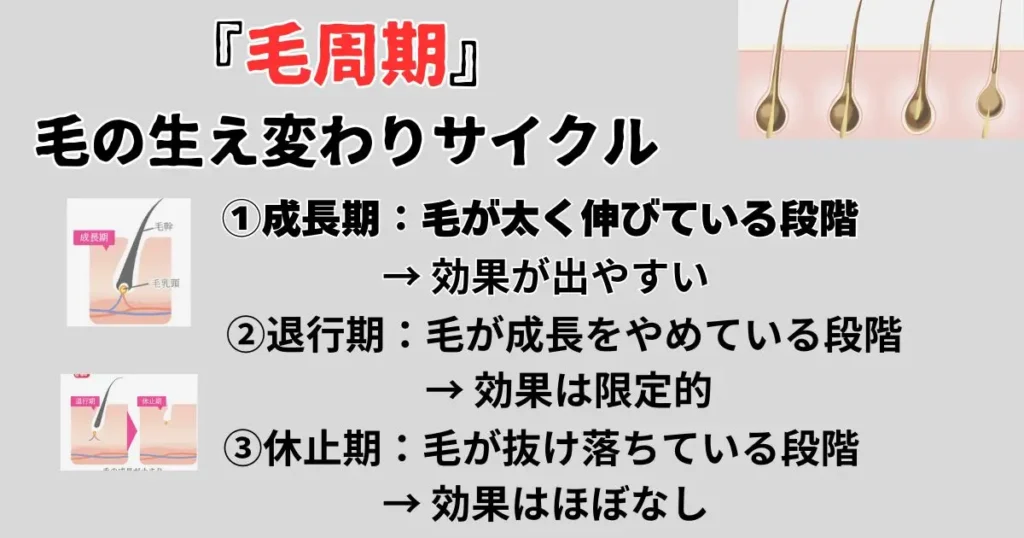 毛周期の生え変わりサイクルを分かりやすく図解入りで説明している。