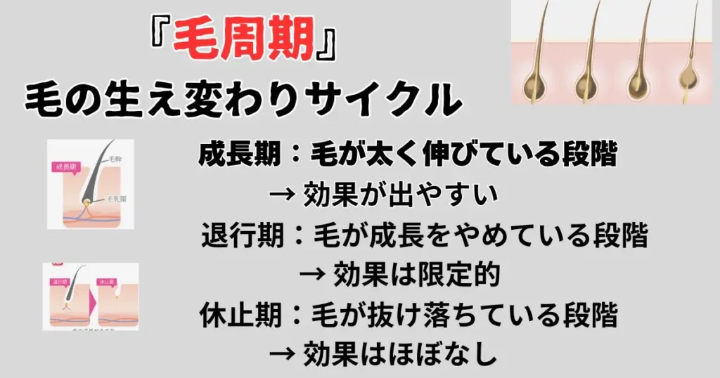 毛周期サイクル図解②解説付き