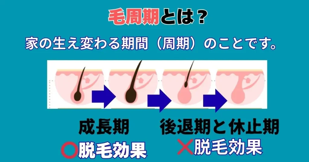毛周期とは毛の生え変わる期間を解説 成長期は脱毛効果あり 後退期と休止期は効果なし