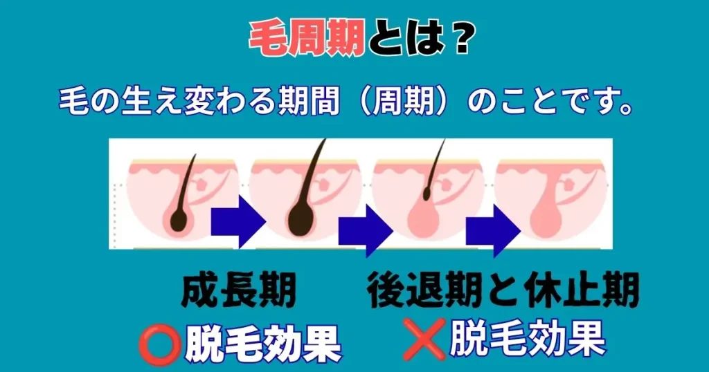 毛周期のイラスト図解毛周期のイラスト図解